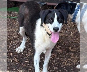 Border Collie-Unknown Mix Dogs for adoption in Rustburg, VA, USA