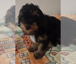 Cavapoo Puppy for sale in EAST PROVIDENCE, RI, USA