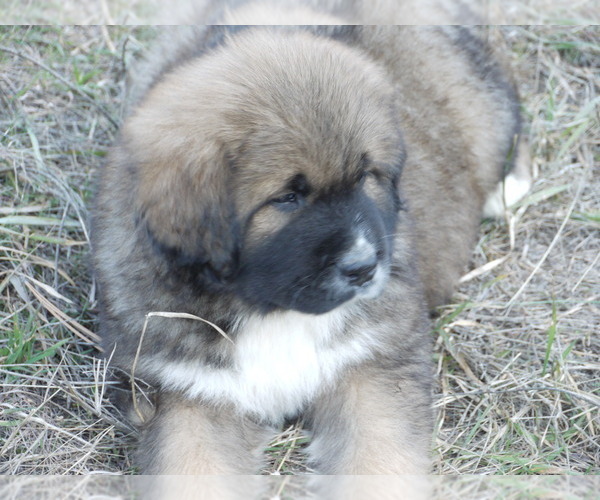 Medium Photo #9 Great Pyrenees-Tibetan Mastiff Mix Puppy For Sale in Lillooet, British Columbia, Canada