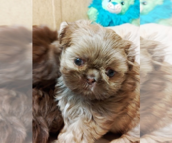Medium Photo #1 Shih Tzu Puppy For Sale in FANNING SPGS, FL, USA
