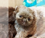 Small Photo #1 Shih Tzu Puppy For Sale in FANNING SPGS, FL, USA