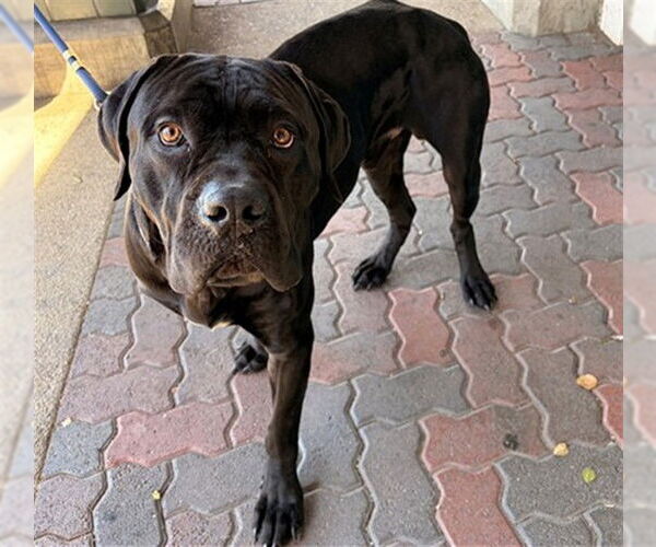 Medium Photo #1 Mutt Puppy For Sale in Rancho Cucamonga, CA, USA