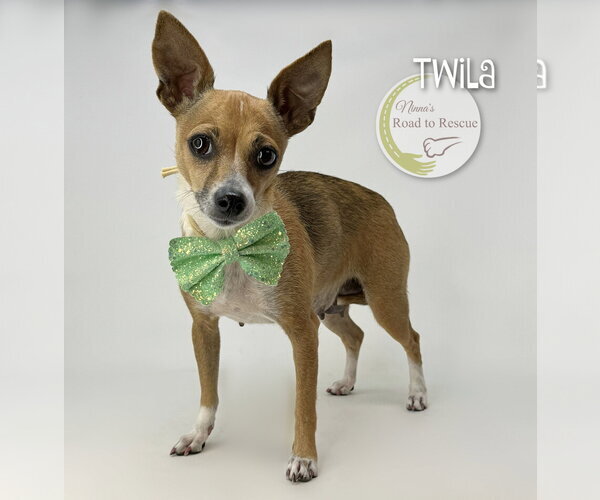 Medium Photo #2 Chihuahua-Unknown Mix Puppy For Sale in Benton, LA, USA