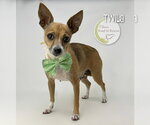 Small Photo #2 Chihuahua-Unknown Mix Puppy For Sale in Benton, LA, USA