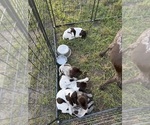 Small #17 German Shorthaired Pointer