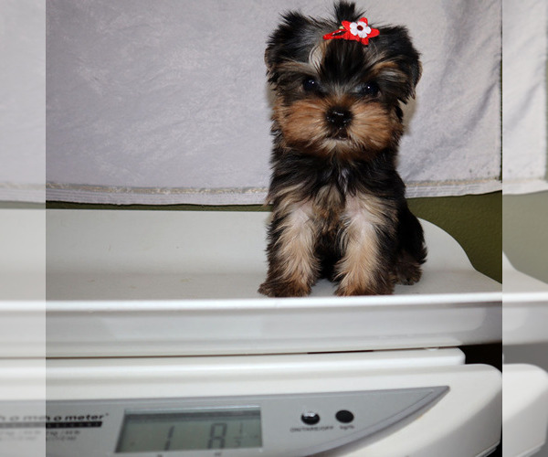 Medium Photo #5 Yorkshire Terrier Puppy For Sale in LOS ANGELES, CA, USA