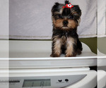 Small #4 Yorkshire Terrier