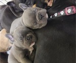 Small Photo #4 French Bulldog Puppy For Sale in LUBBOCK, TX, USA