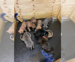 Cane Corso Puppy for sale in BOWIE, MD, USA