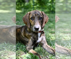 Mutt Dogs for adoption in Wakefield, RI, USA