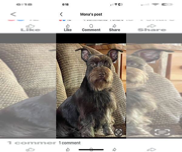 Medium Photo #1 Schnauzer (Miniature) Puppy For Sale in WESTMINSTER, SC, USA