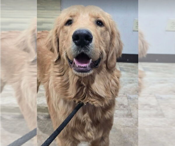 Medium Photo #4 Golden Retriever-Unknown Mix Puppy For Sale in Lakewood, CO, USA