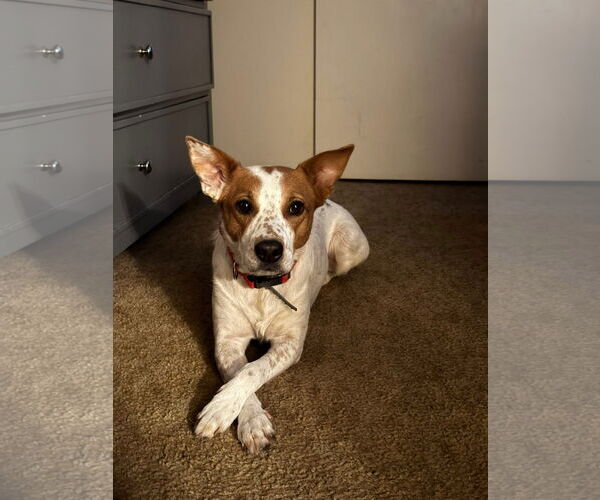 Medium Photo #1 Mutt Puppy For Sale in Polson, MT, USA