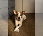 Small Mutt