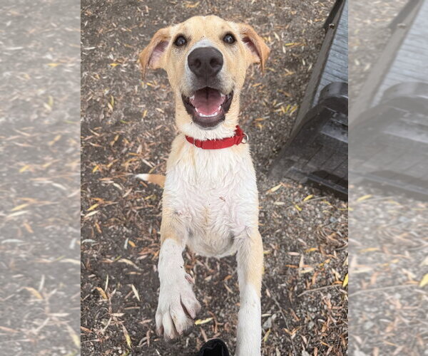 Medium Photo #3 Mutt Puppy For Sale in Elmsford, NY, USA