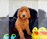 Small #15 Goldendoodle-Poodle (Standard) Mix