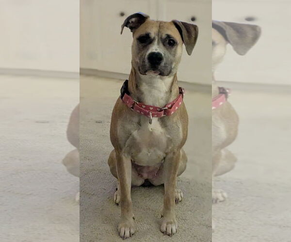 Medium Photo #8 Black Mouth Cur-Unknown Mix Puppy For Sale in Germantown, OH, USA