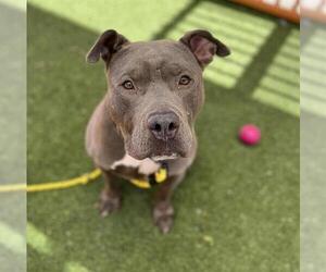 American Pit Bull Terrier-Unknown Mix Dogs for adoption in Las Vegas, NV, USA