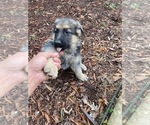 Small Photo #11 German Shepherd Dog Puppy For Sale in RIVERDALE, MD, USA