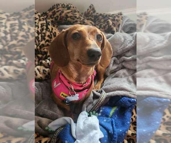 Medium Photo #9 Dachshund Puppy For Sale in Kennesaw, GA, USA