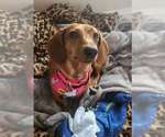 Small #8 Dachshund