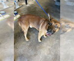 Small German Shepherd Dog Mix