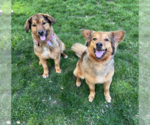 Small Collie Mix