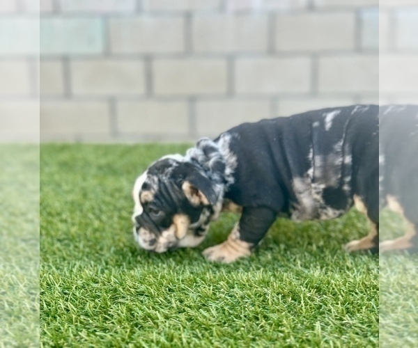 Medium Photo #21 English Bulldog Puppy For Sale in MINNEAPOLIS, MN, USA