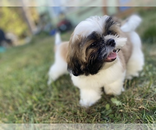 Medium Photo #3 Shih Tzu Puppy For Sale in VENETA, OR, USA