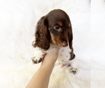 Small #7 Dachshund