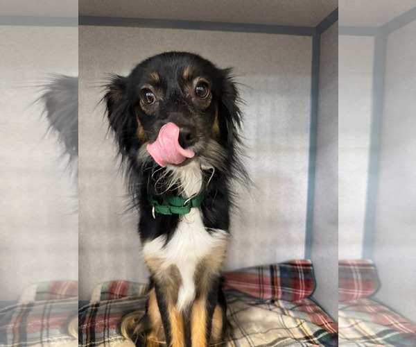 Medium Photo #1 Mutt Puppy For Sale in Ridgefield, CT, USA