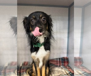 Mutt Dogs for adoption in Ridgefield, CT, USA