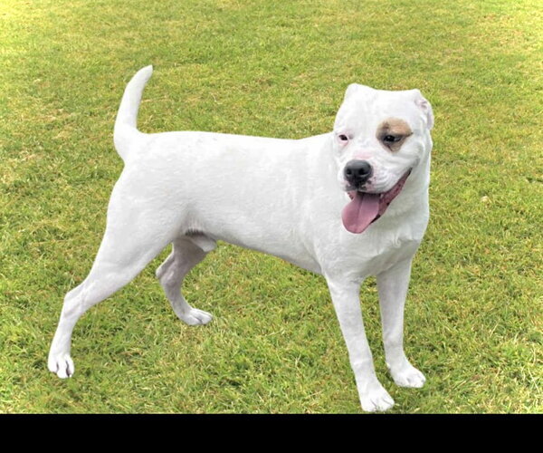 Medium Photo #3 American Bulldog Puppy For Sale in Crandall, GA, USA