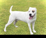 Small #2 American Bulldog