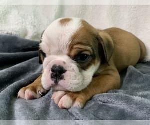 English Bulldog Puppy for sale in JOHNS ISLAND, SC, USA