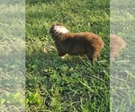 Theo - Male Australian Shepherd Puppy for Sale - Photo #5