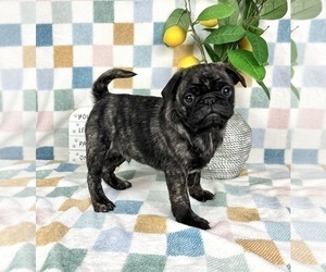 Pug Puppy for sale in FRANKLIN, IN, USA