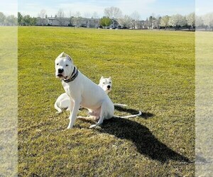 Father of the Dogo Argentino puppies born on 03/28/2022