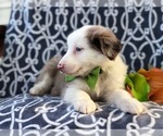 Small Photo #18 Australian Shepherd Puppy For Sale in LAKELAND, FL, USA