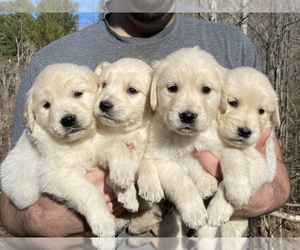 English Cream Golden Retriever-Golden Retriever Mix Puppy for Sale in WEAVERVILLE, North Carolina USA