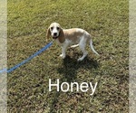 Puppy Honey Beagle