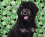 Small Photo #4 Bernedoodle Puppy For Sale in BLAKESBURG, IA, USA
