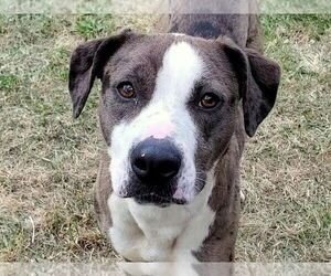 Luna - Female Catahoula Leopard Dog-Unknown Mix Dog for Adoption - Photo #2