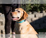 Small #2 Labrador Retriever Mix