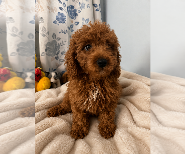 Medium Photo #9 Goldendoodle mix (+ Poodle Miniature) Puppy For Sale in DURHAM, CT, USA
