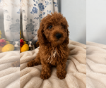 Small #8 Goldendoodle mix (+ Poodle Miniature)