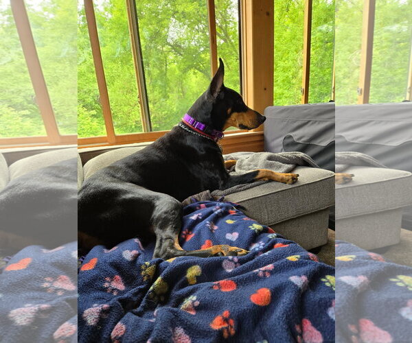 Medium Photo #2 Doberman Pinscher Puppy For Sale in Buffalo, MN, USA
