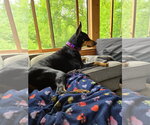 Small #1 Doberman Pinscher