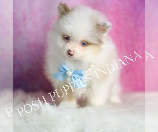 Medium Photo #28 Pomeranian Puppy For Sale in WARSAW, IN, USA