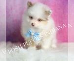 Small Photo #28 Pomeranian Puppy For Sale in WARSAW, IN, USA